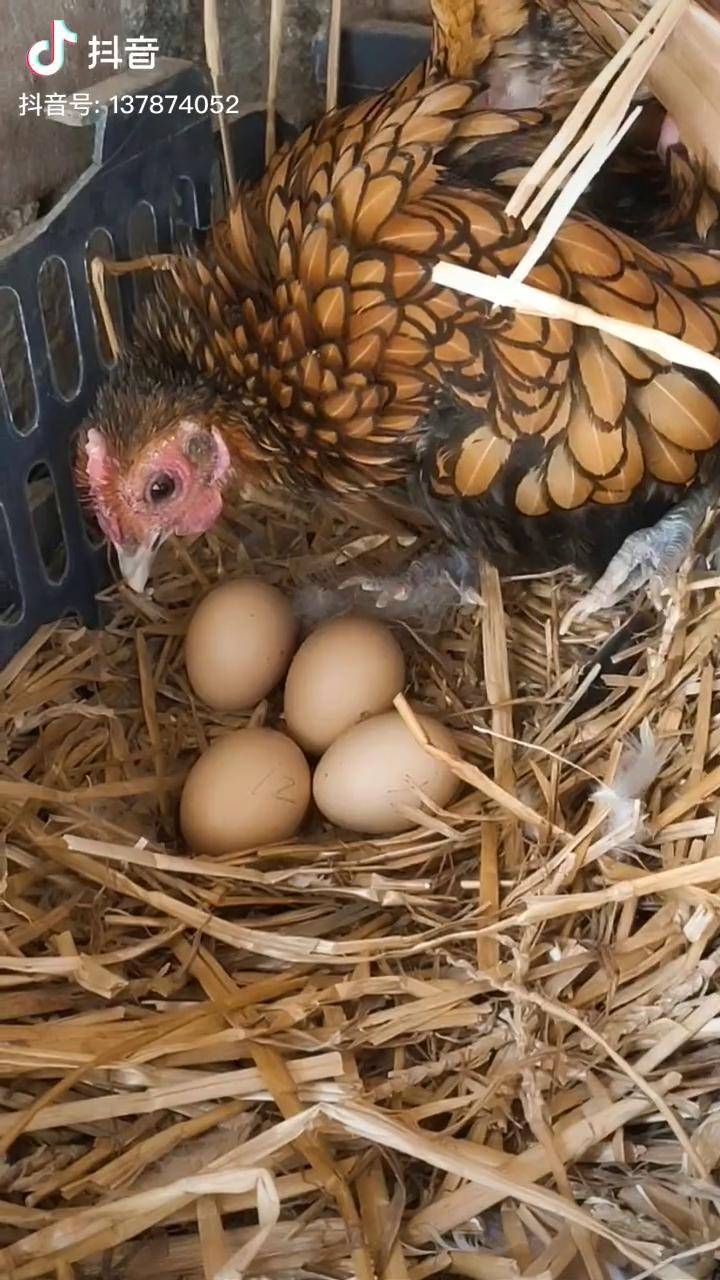 看到这个画面人要懂得感恩更何况是父母恩不管什么情况鸡妈妈都不会