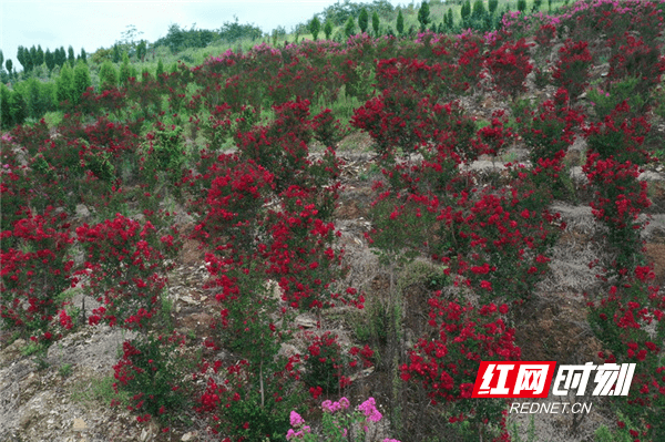 文章|新田：紫薇花开 独占芳菲（组图）