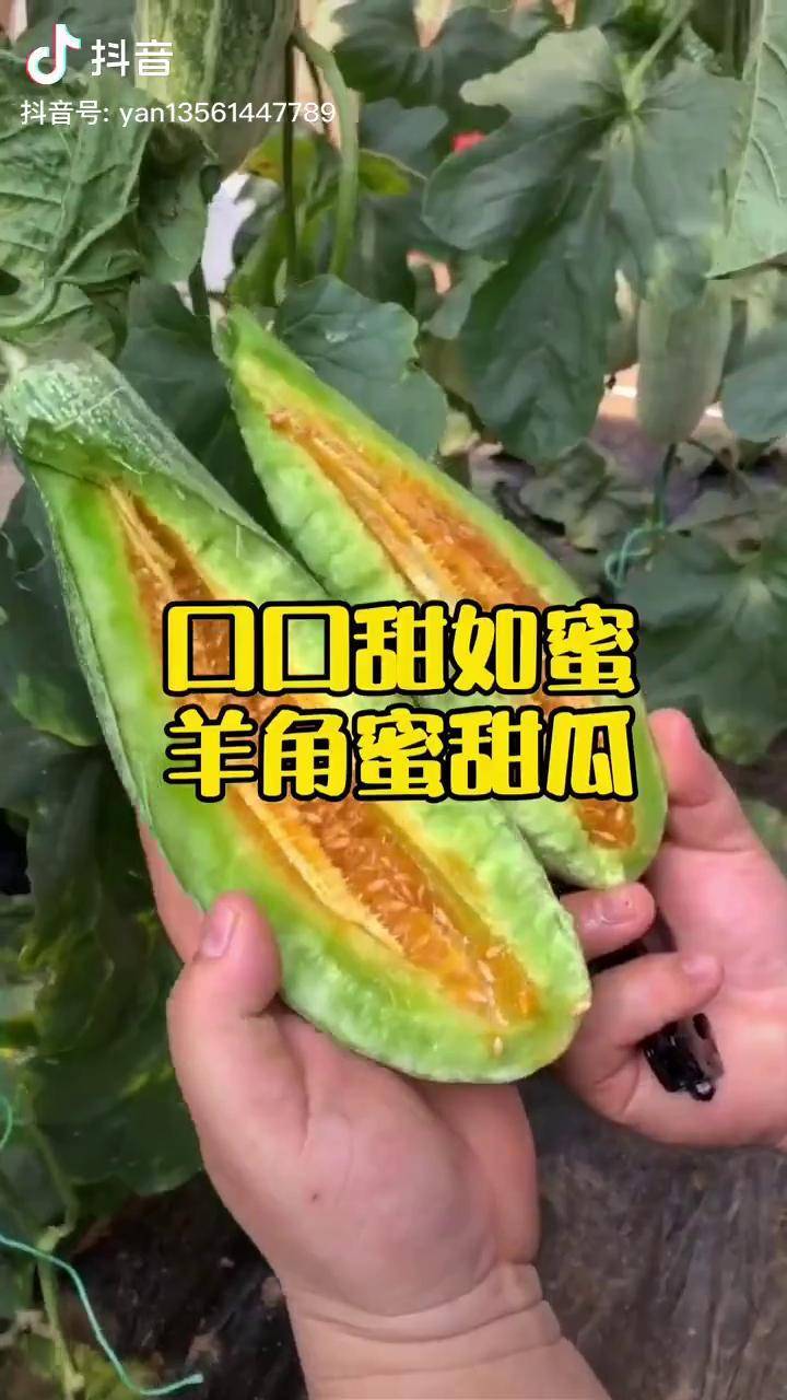 適合早春種植的羊角蜜甜瓜可以不用搭架子的甜瓜農業種植種菜dou小