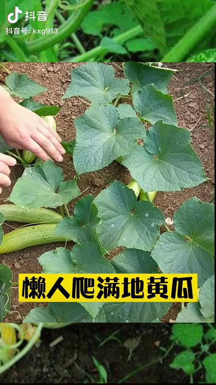 不用搭架子的黄瓜,适合懒人种植,你也在家种一些吧 种菜