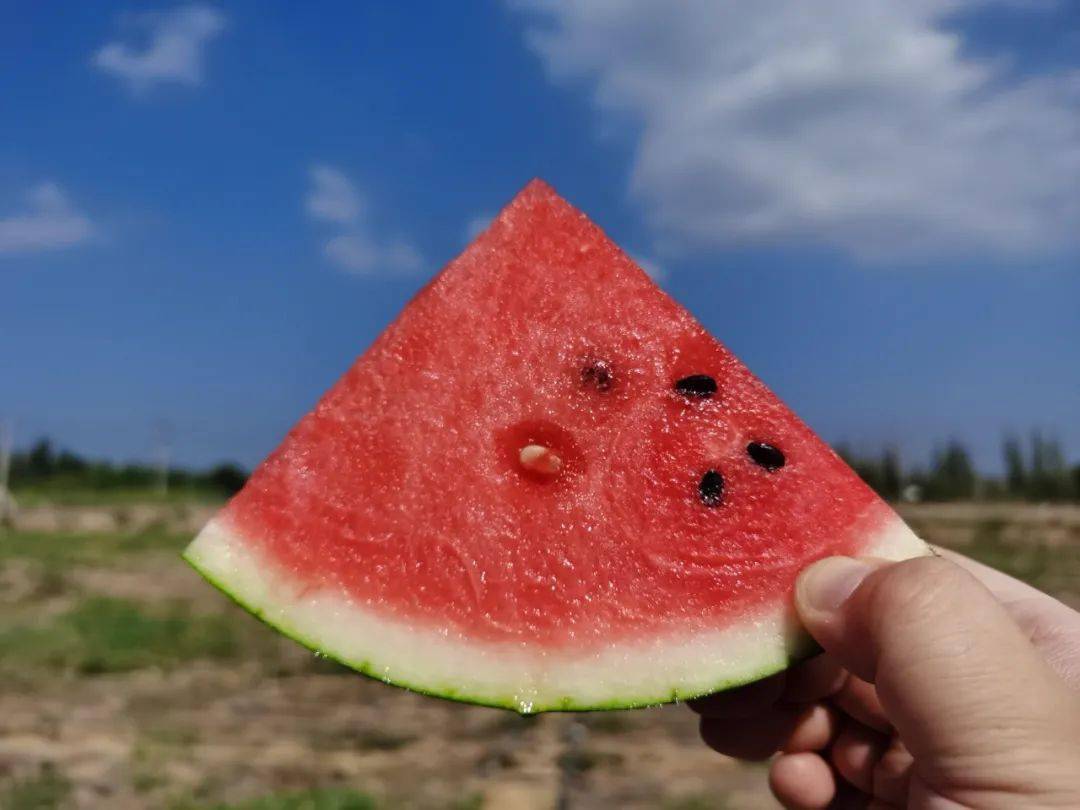 丰收的西瓜还需要一个好的销路,才能让地里的"绿蛋蛋"鼓起村集体的"