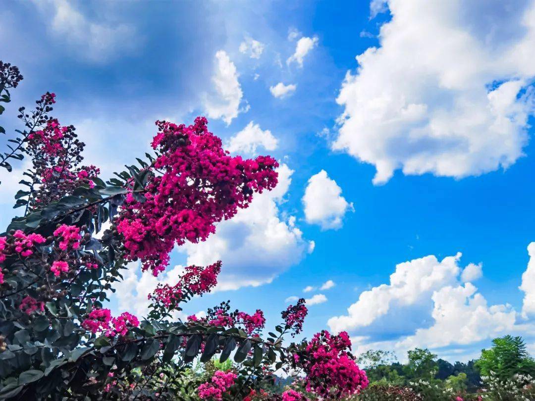 惊艳初秋乐山这些地方的花海上新啦