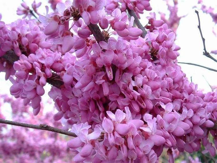 巨紫荆种子种植方法