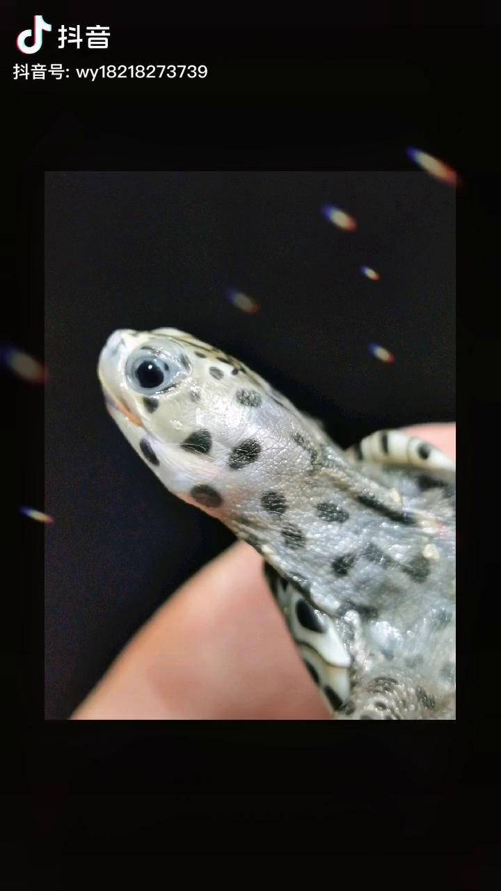 大头德州钻纹龟你们喜欢哪只评论区告诉我钻纹龟佛系养龟萌宠