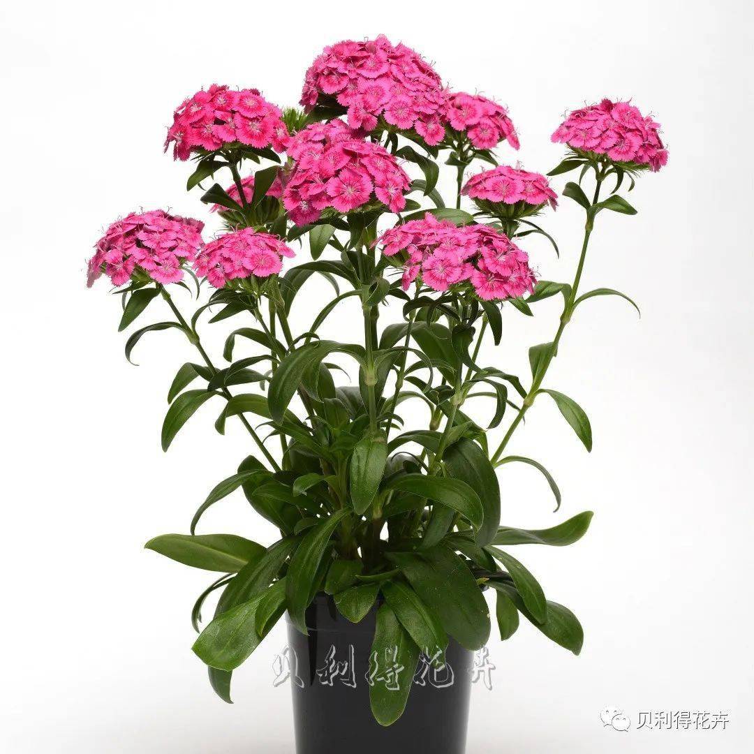 秋播季最全最新的石竹品种送给你上