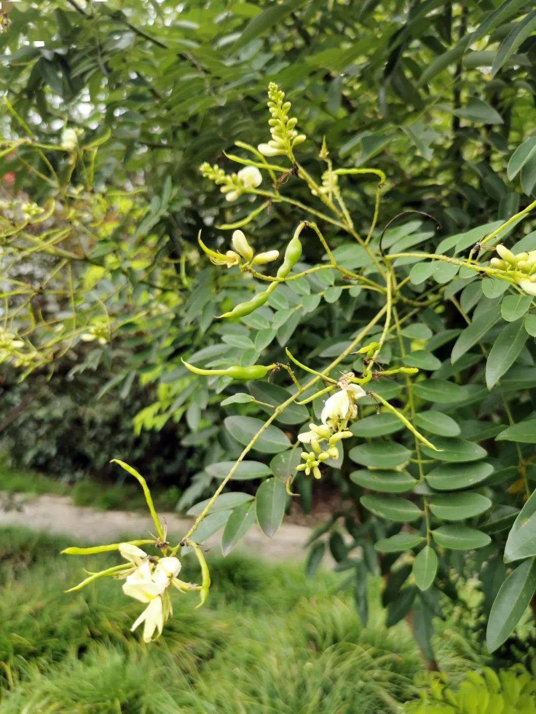 夏秋之交,上海植物园槐花飘香_槐树