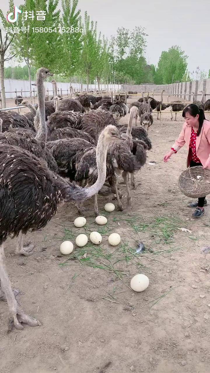鸵鸟养殖鸵鸟苗鸵鸟蛋