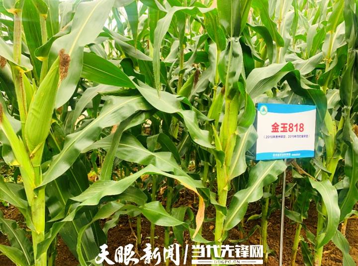 旱地|【走进乡村振兴一线】旱地长出“金果果”丨省农科院旱地特色粮食作物科研成果丰硕