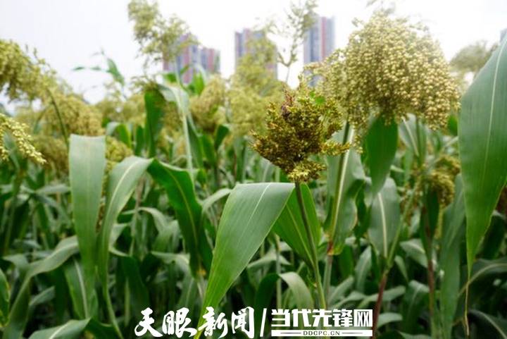 旱地|【走进乡村振兴一线】旱地长出“金果果”丨省农科院旱地特色粮食作物科研成果丰硕