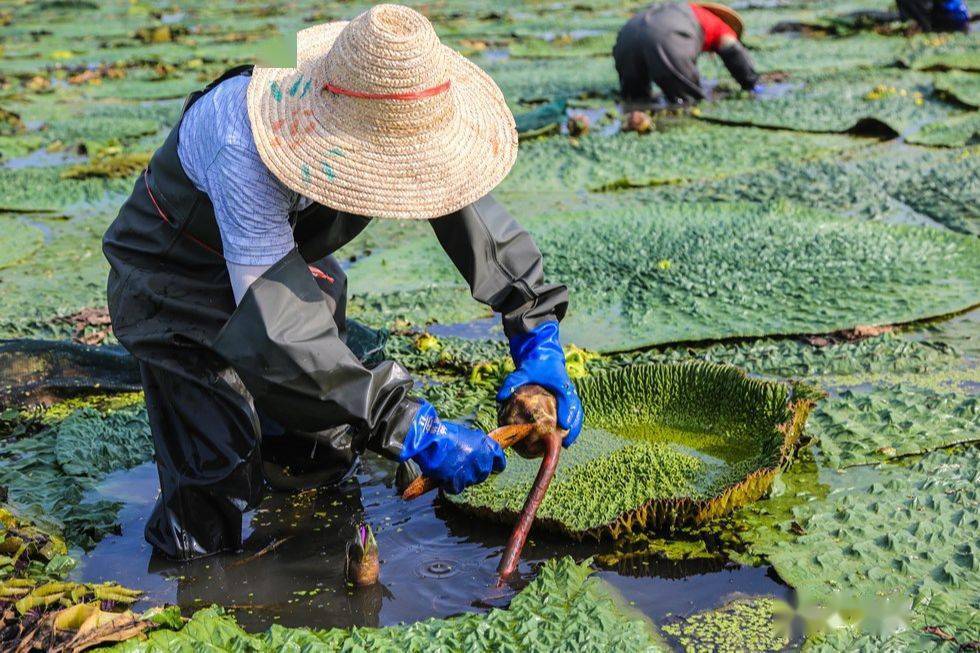 8月18日,泗阳县庄圩乡芡实种植基地迎来采收期,种植户正组织工人采收