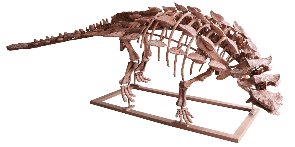 散架近一亿年的中国缙云甲龙修复成功