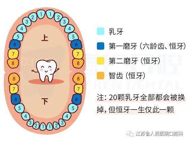 牙齿的自述:我这被爱与呵护的一生