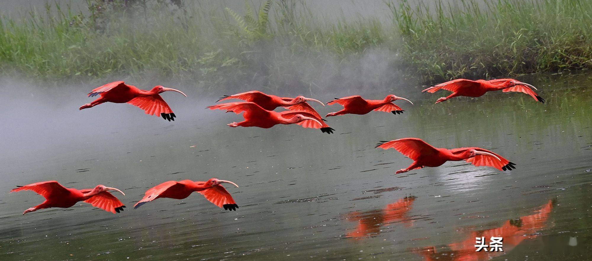 一团团跳跃的火焰,鲜红而热烈,除了长喙呈灰黑色外,从头到脚呈鲜红色