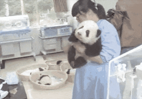 熊猫排队视频 157459cde2fe4d28add76c1e75db1b72.gif