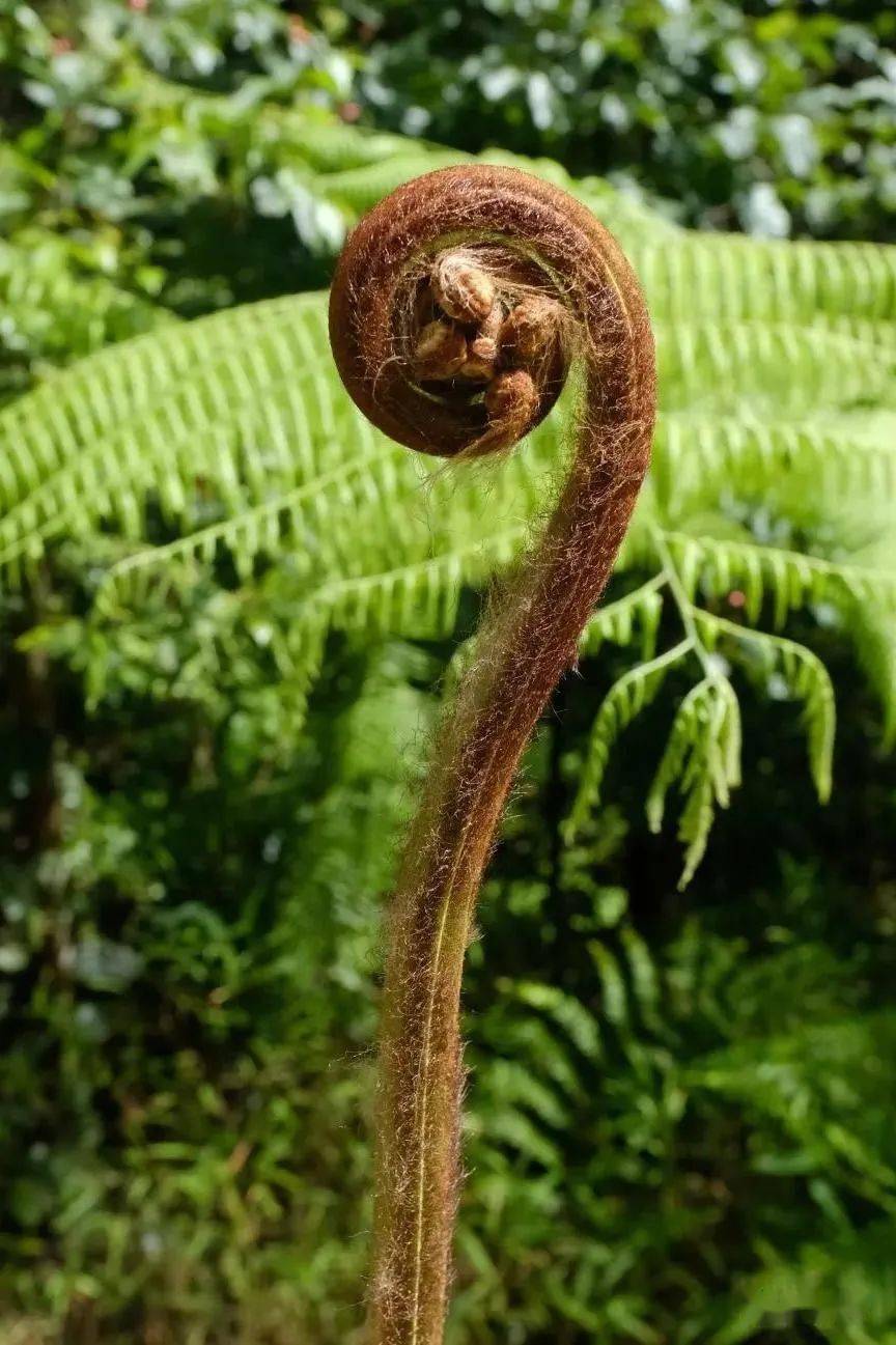 乌毛蕨科珠芽狗脊(woodwardia prolifera),与上面的狗脊同科同属不同