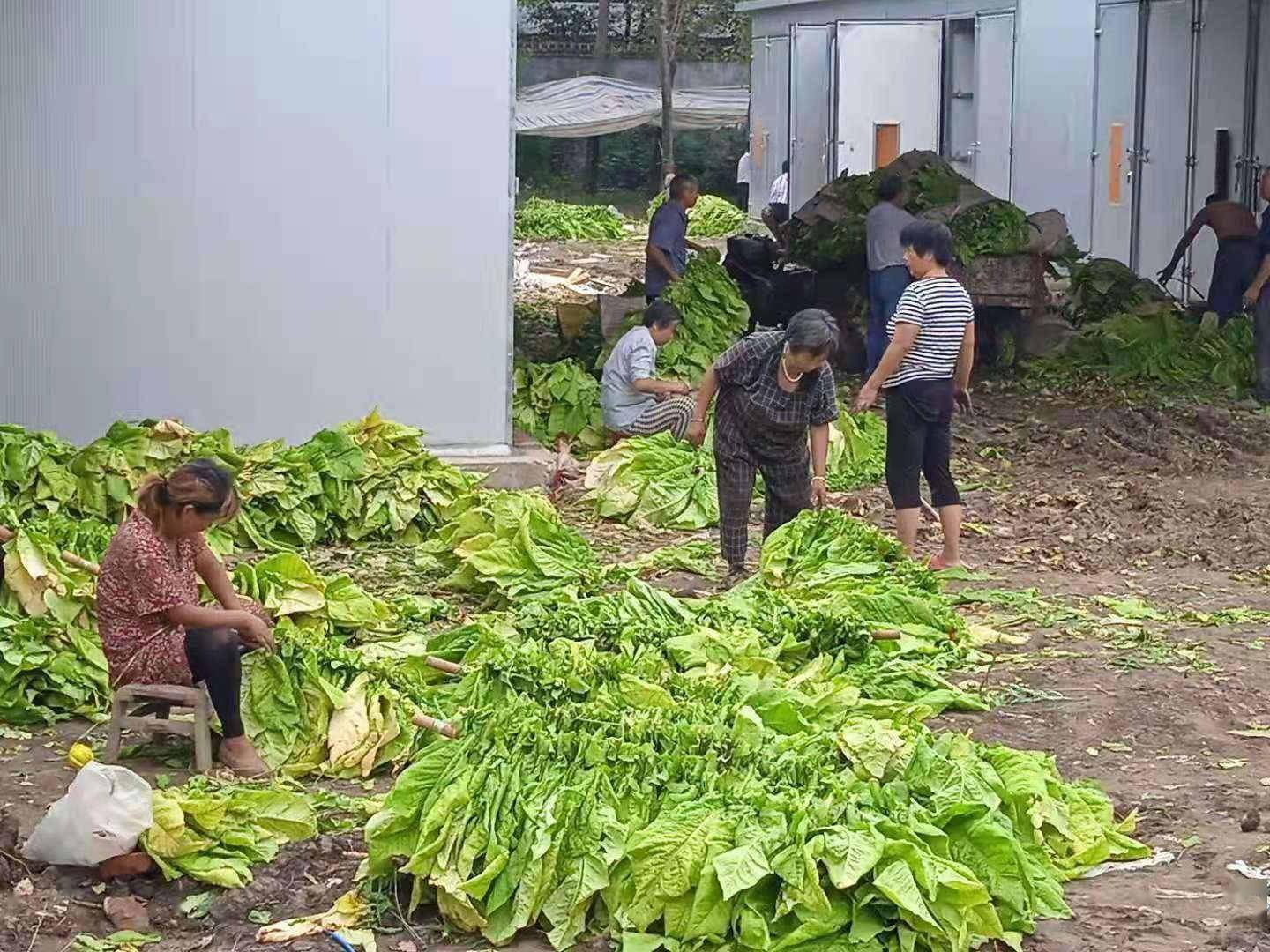 鎮平網訊(通訊員:芮寧)日前,彭營鎮菸葉已陸續成熟,逐步進入採收烘烤