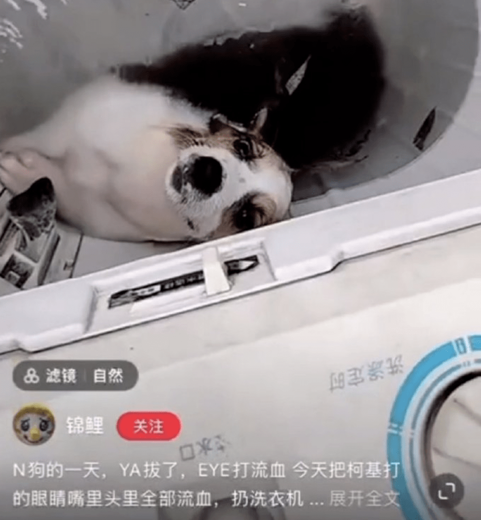 用户|全网都在寻找洗衣机柯基！希望我们还来得及...