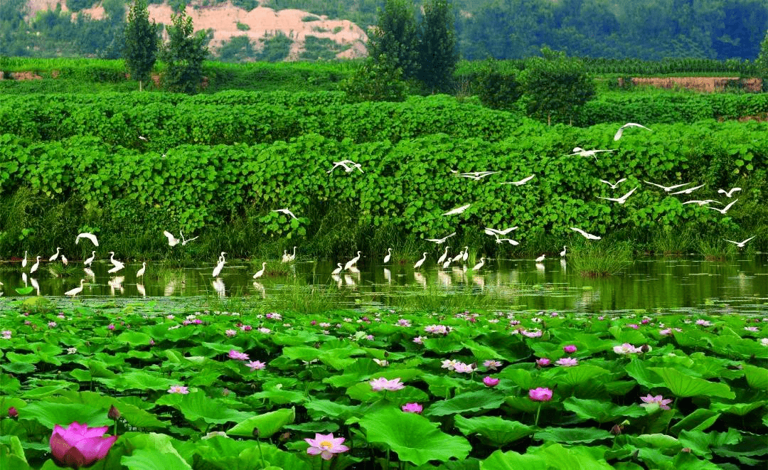 生物多样性看山西湿地生态系统篇