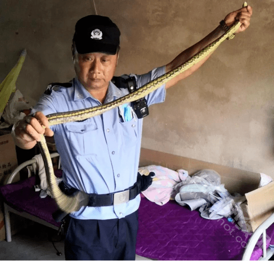 华阳派出所民警接警后立即携带工具到达现场,发现该蛇为无毒的菜花蛇