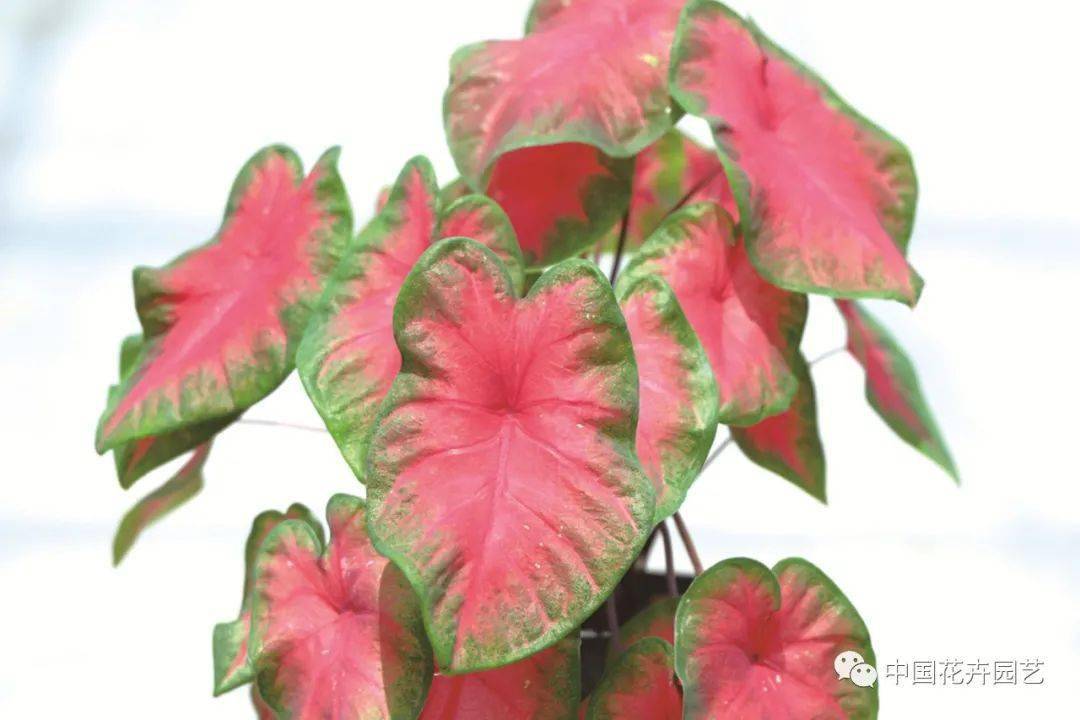 卡洛琳·沃顿(carolyn whorton) 粉色系主流品种,株高约35～45cm.