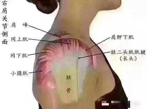 肩胛骨酸胀是什么原因图片