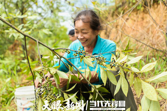 云南木姜子树种植基地图片