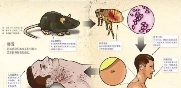 鼠疫|腺鼠疫是什么？怎么防范？