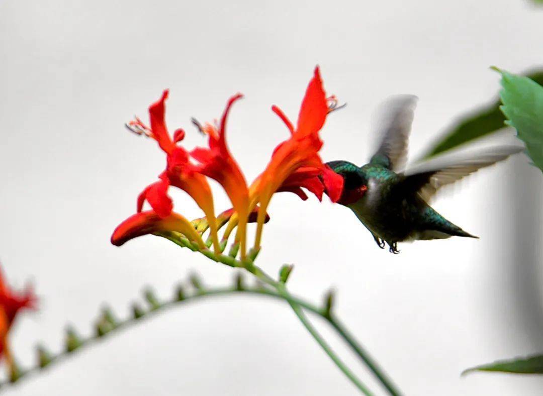 蜂鸟吻花是惊艳二