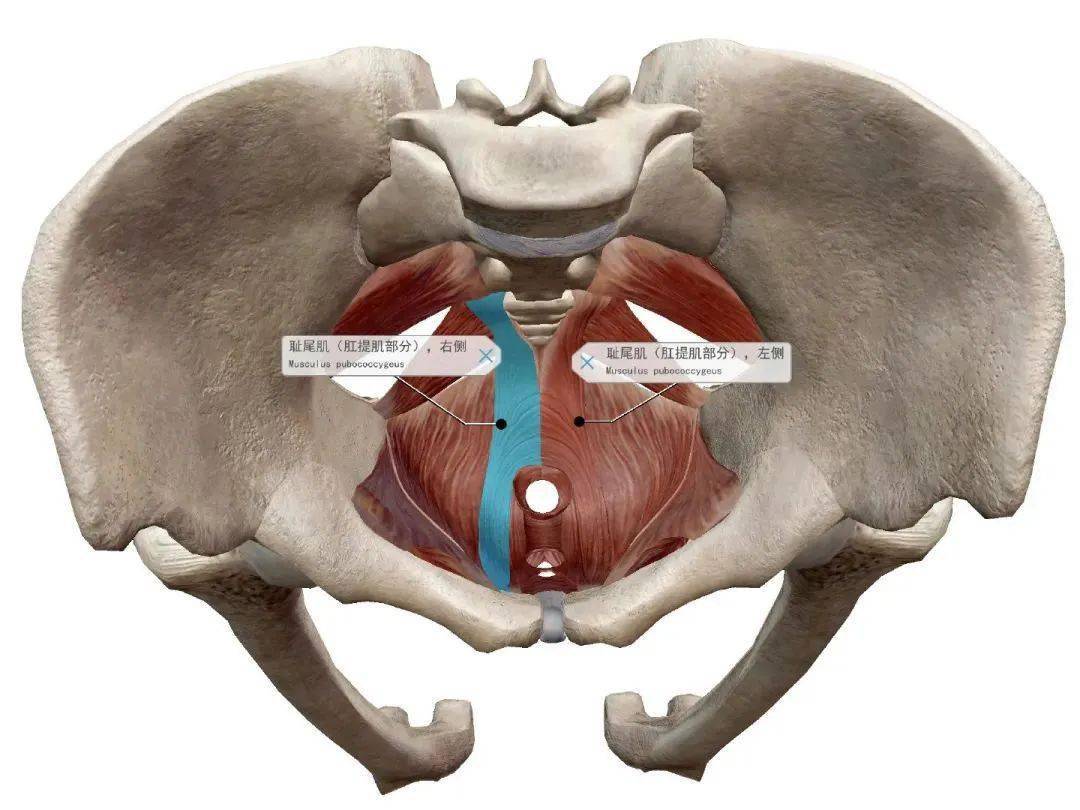 不可忽视的盆底疾病