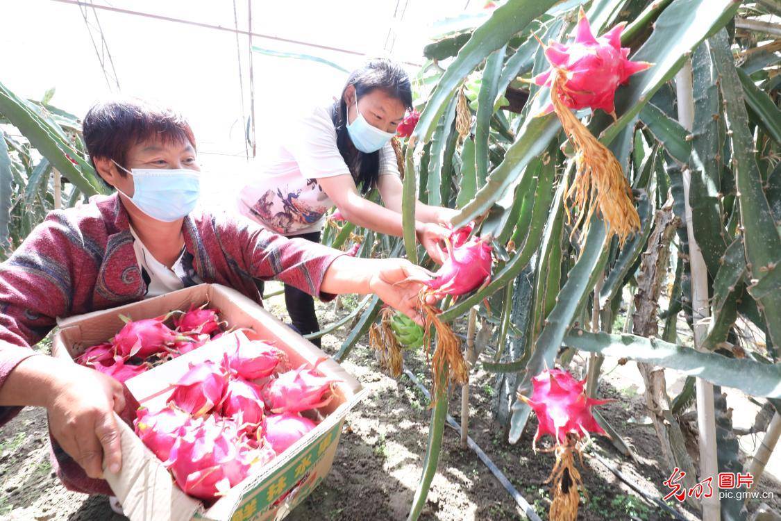 Fruit|Fruit from south China successfully cultivated at ecological park in NW China's Xinjiang