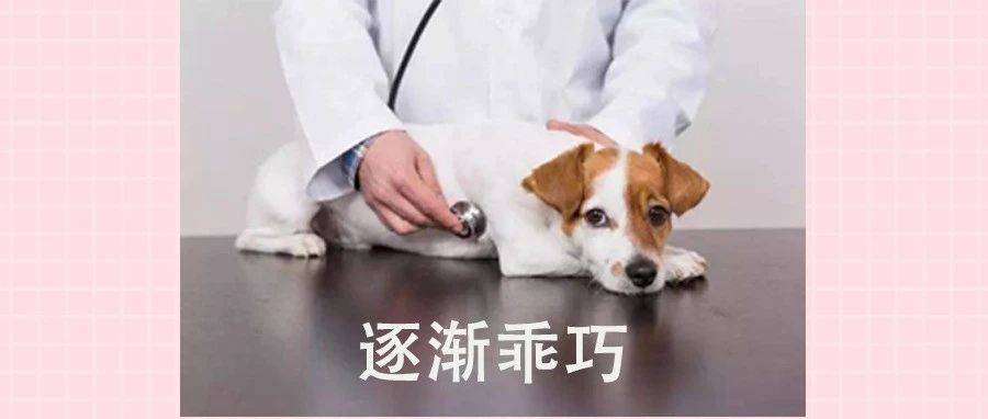 看懂这篇后,第一次带小狗体检没那么心虚了_检查