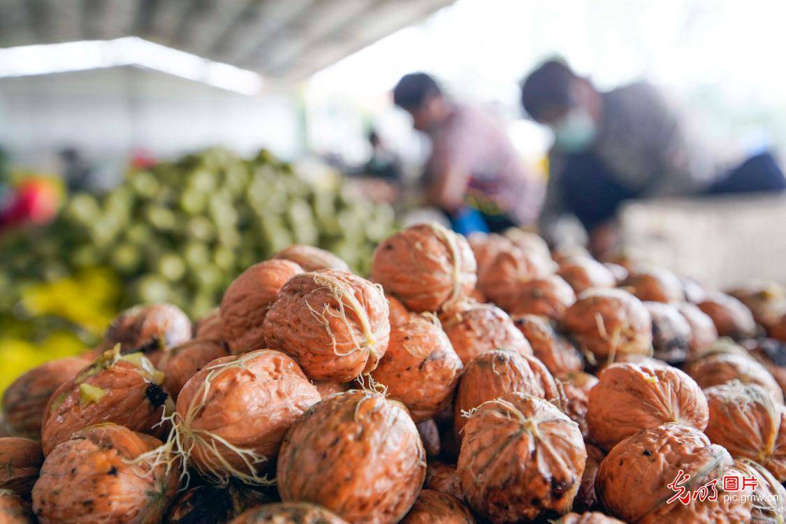 north|Walnut industry developed in N China's Hebei Province