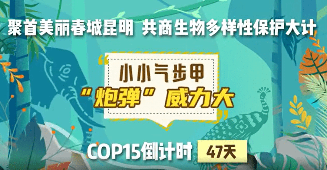 手绘动画短视频"迎接cop15《绘说雨林"系列,继续带您走进熟悉却又