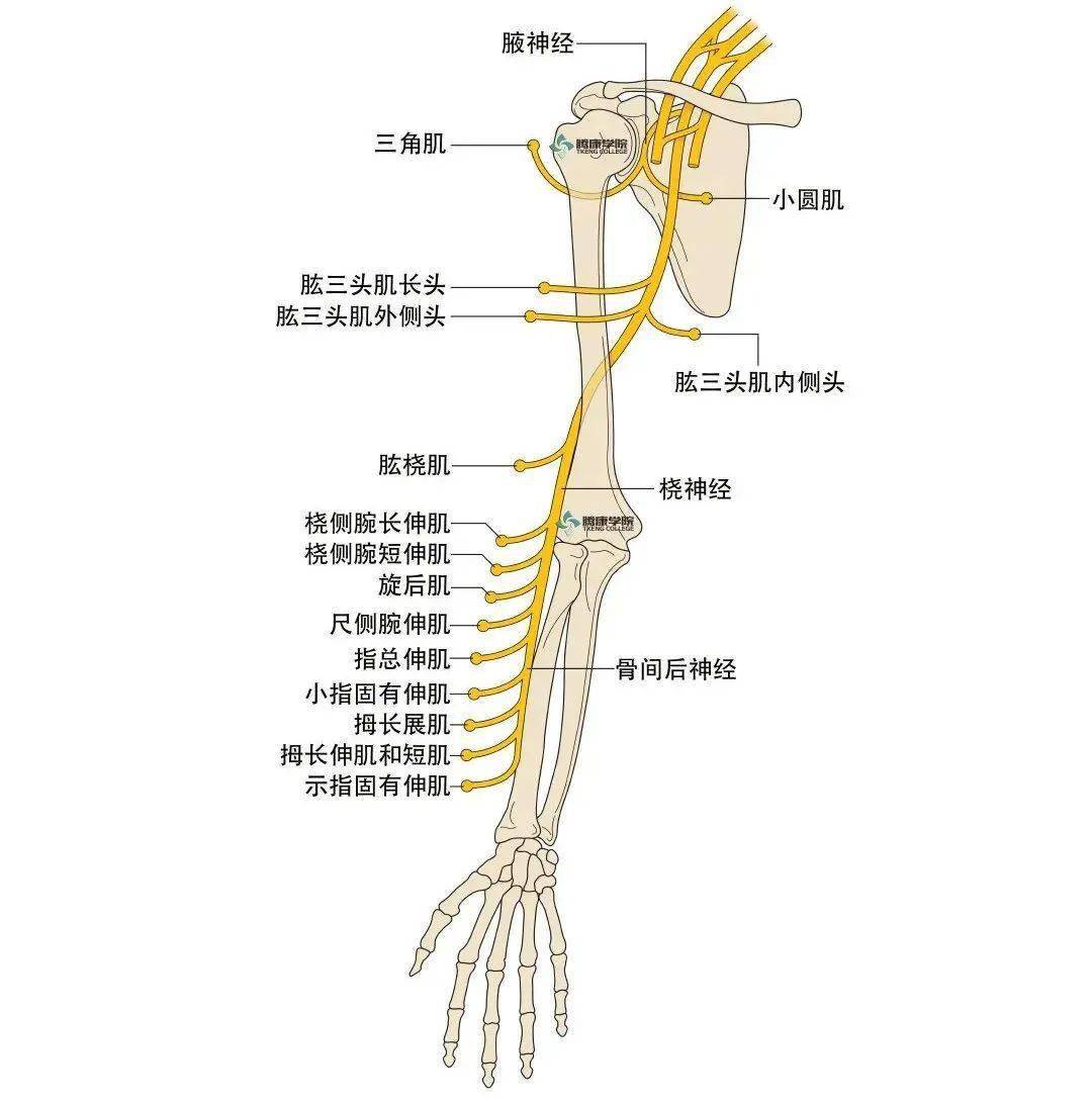 脊神经口诀图片