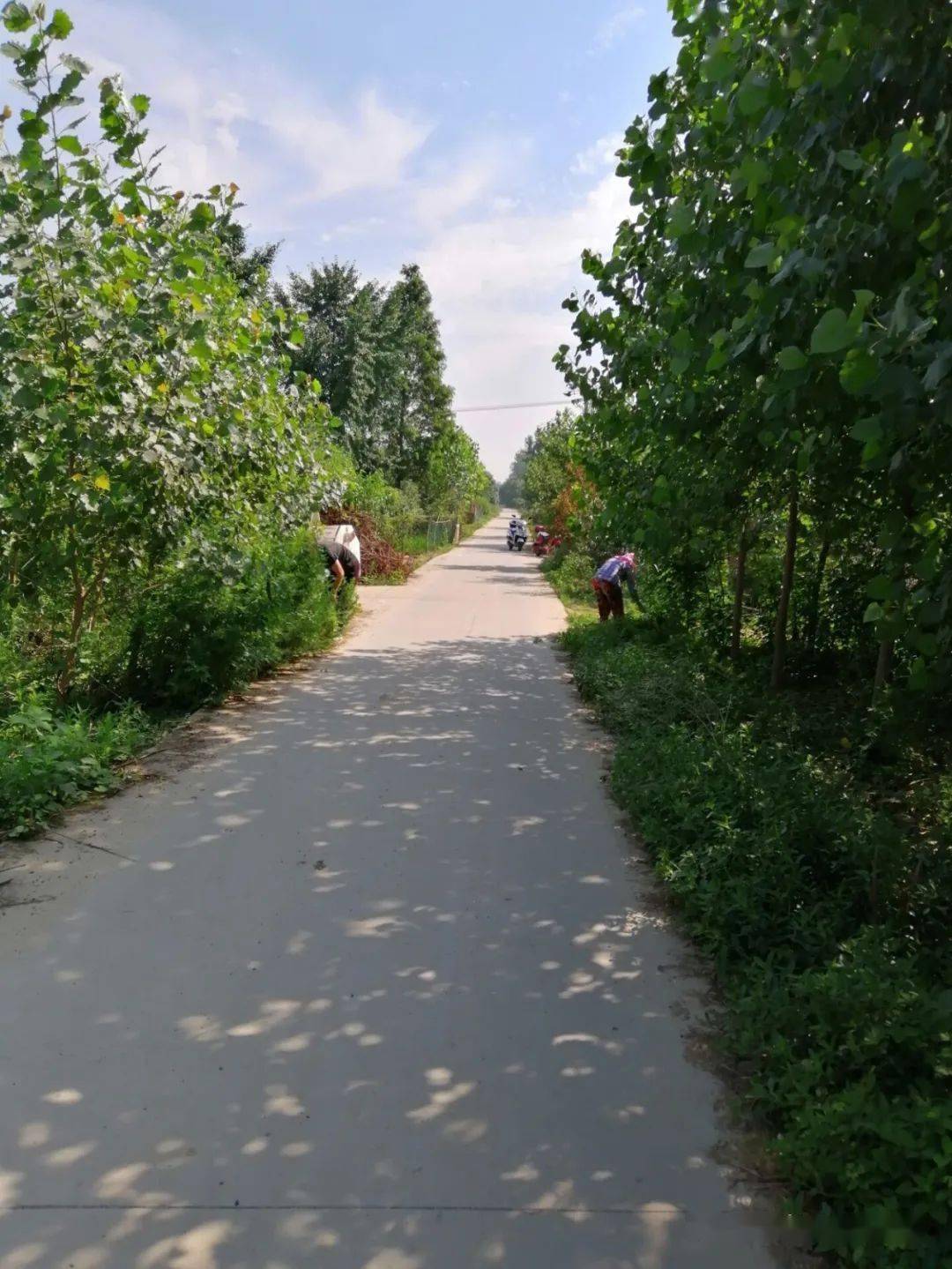 朱湖四汊社区开启乡村美颜模式