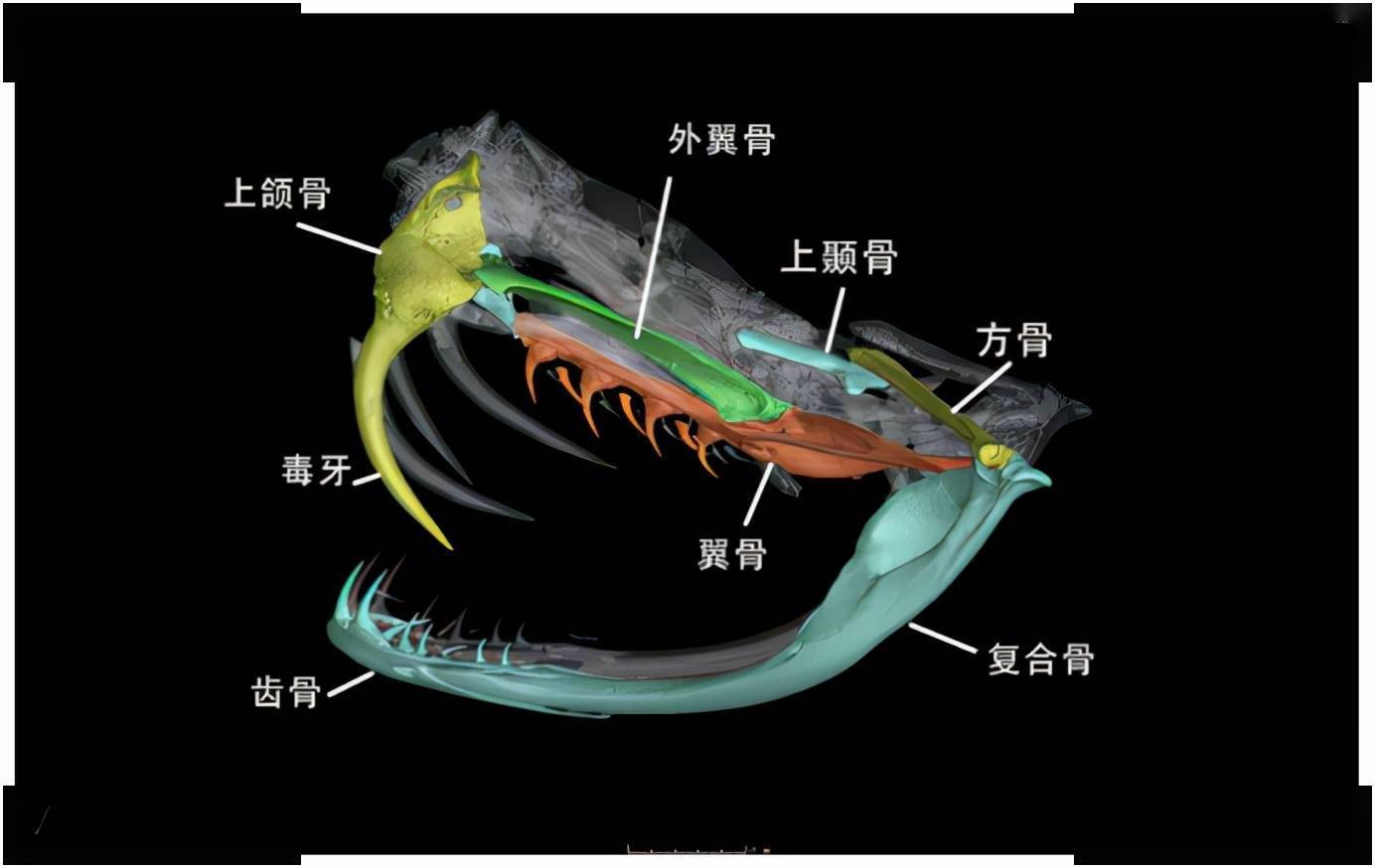 蛇能吞下多大的动物泰国出现罕见一面这头牛悲剧了