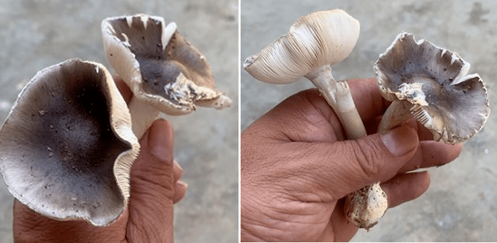 险些躺板板了宁远及周边发生多起误食鸡枞菌中毒事件