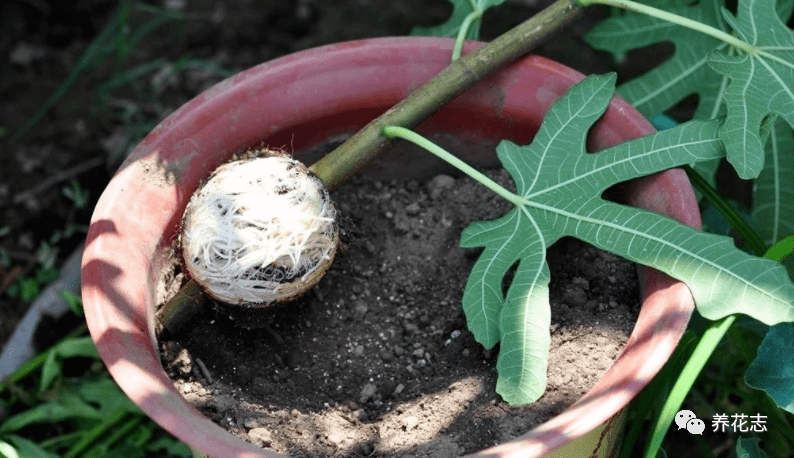 树是不是不发芽就不会生根 65e4e8fa60af4b3883e21413723cddf4.png