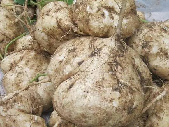 高县的这个东西已大量上市,功效之强大令人吃惊~_地瓜