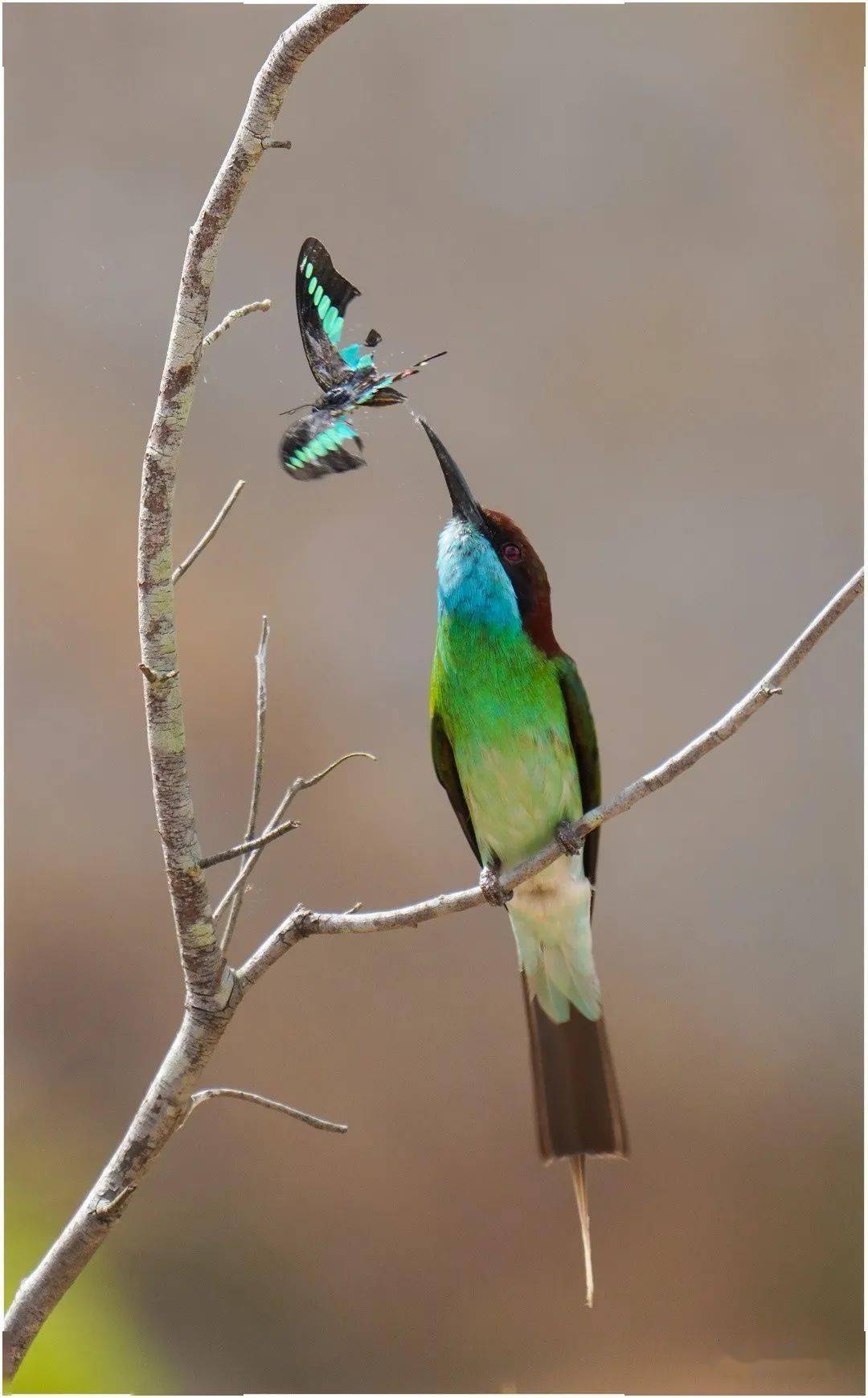 中国最美的鸟 梦幻图片