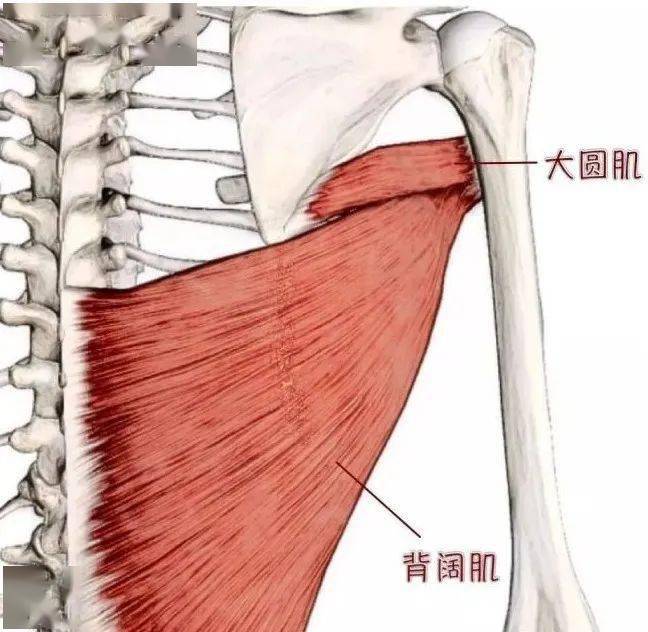 上肢肌肉解剖图高清图片