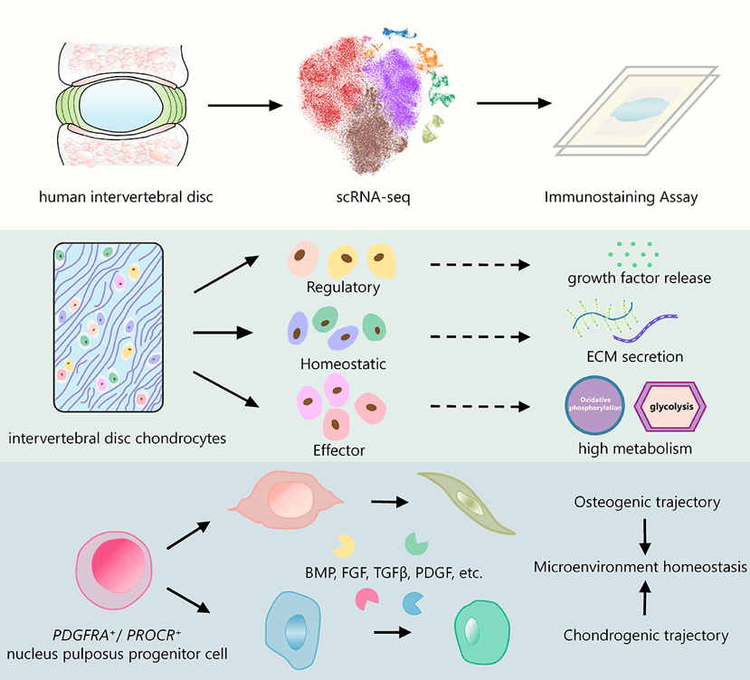 脊柱|专访｜脊柱“缓震器”磨损何解？中国绘首份椎间盘单细胞图谱