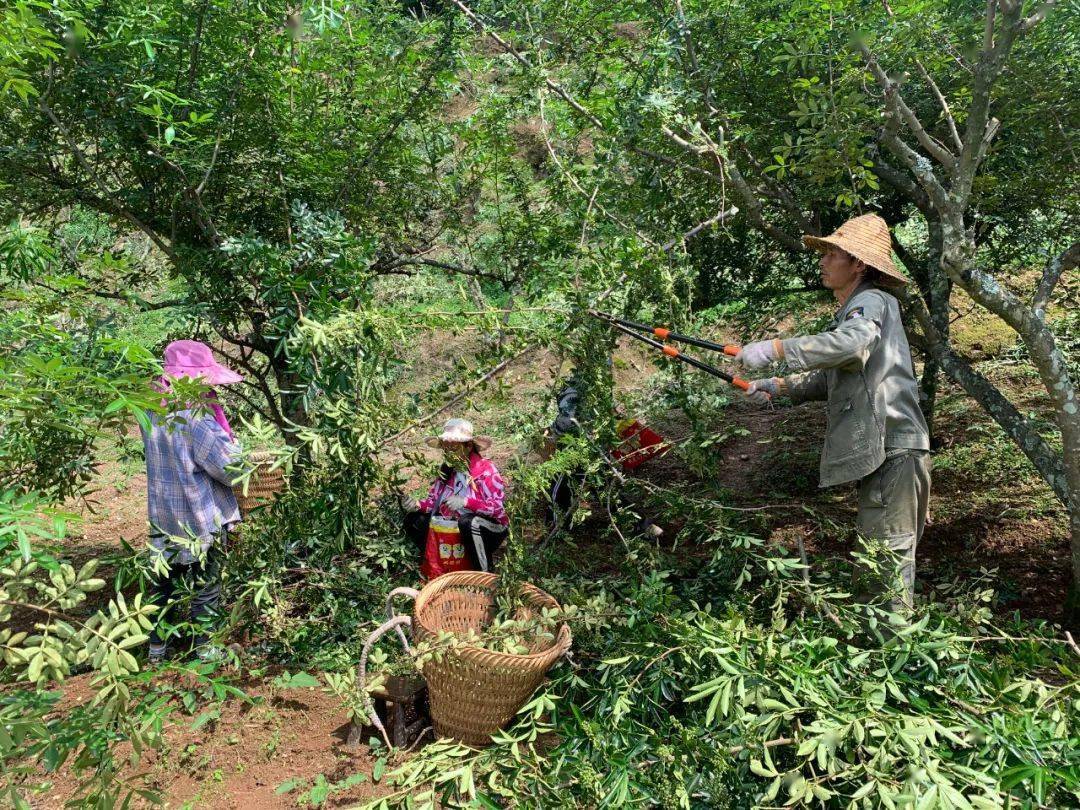 近日,在鹽邊縣共和鄉的花椒地裡,一簇簇飽滿的花椒掛滿枝頭,椒香撲鼻