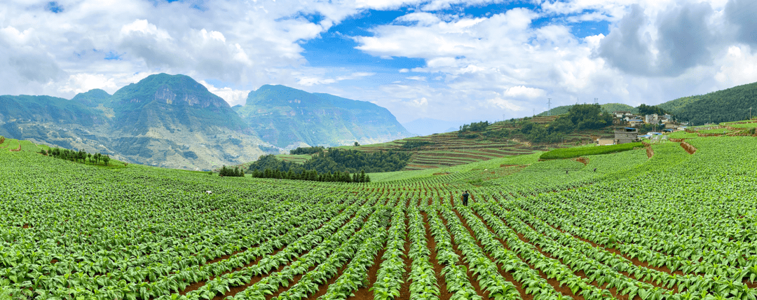 全国烤烟第一大县会东的烟叶收购开秤了_种植