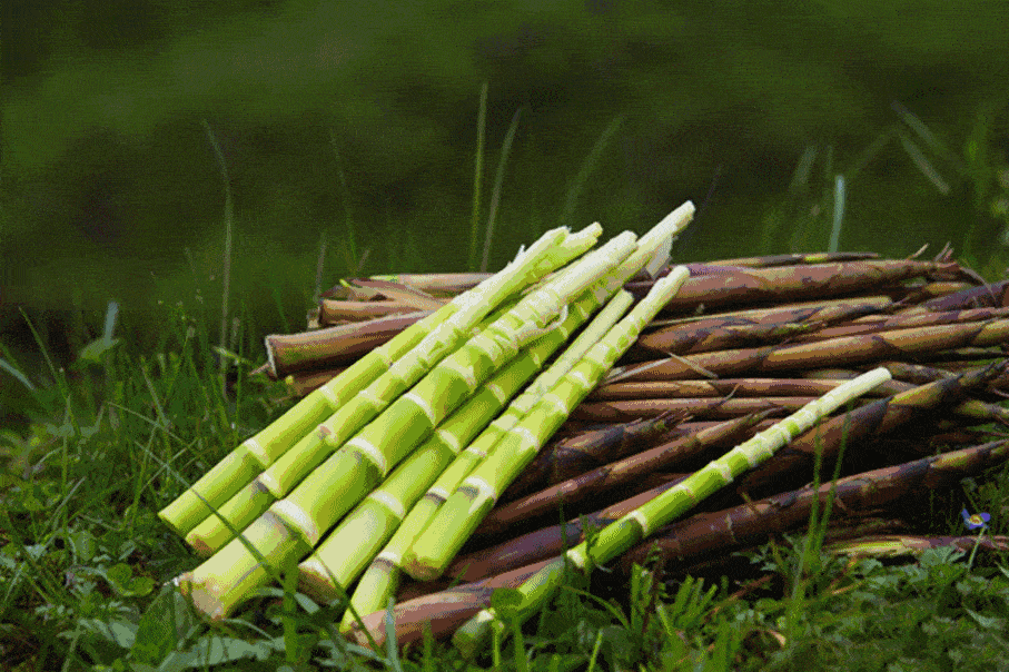 微生活 快 农家盐笋来了 美味不容错过 竹笋