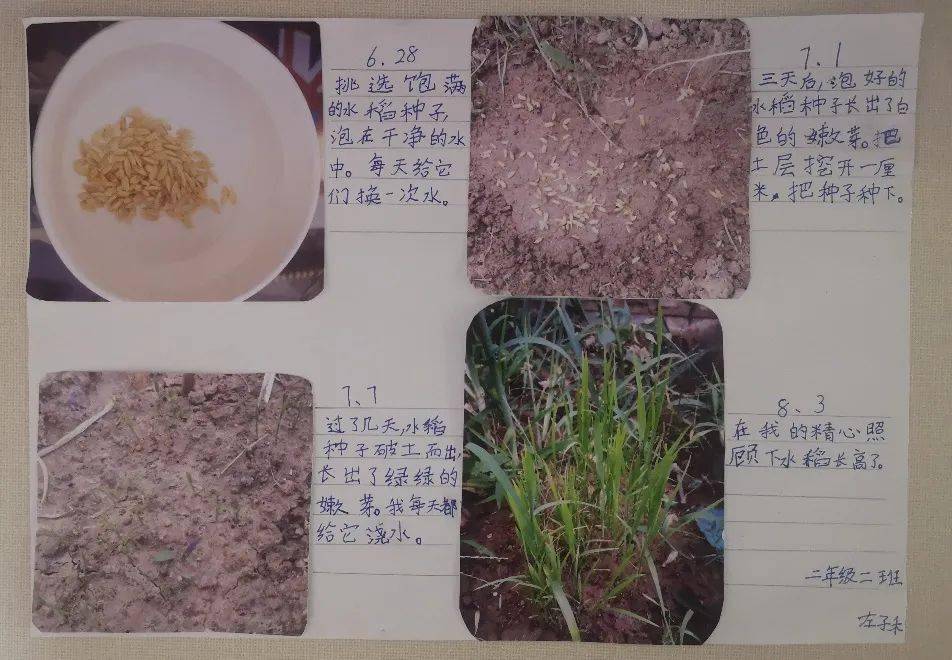 二年级二班 王梓瑄《我的小水稻》二年级一班 刘煦然《水稻种植观察