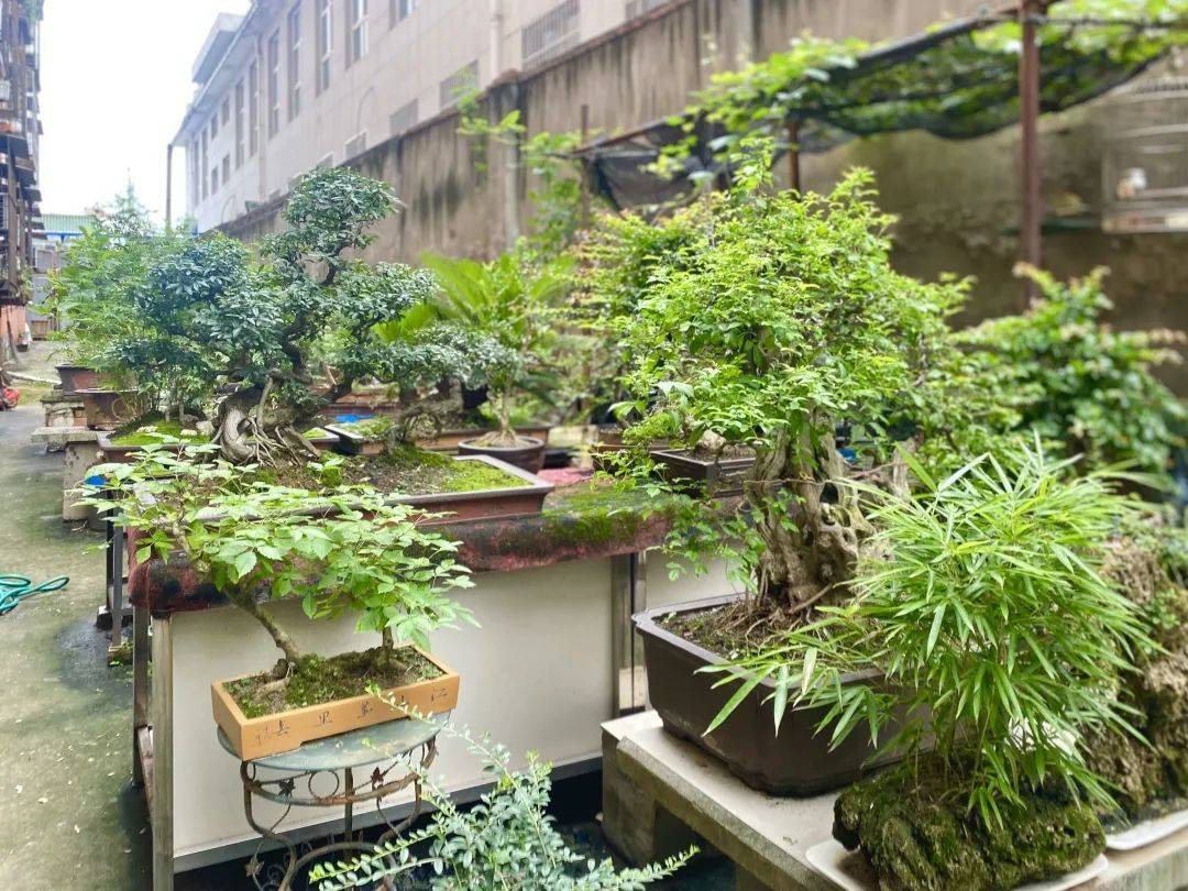 都是绿让房间屋后辟一方庭院02——宋林园如数家珍 爱不释手为爱而生!