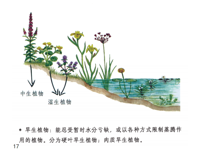 【生物多样性】鹤庆湿地公园的动植物(九)