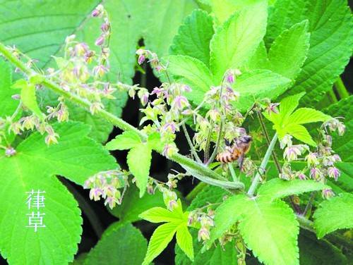 季节|这个季节 这种常见植物会让人“亚健康”