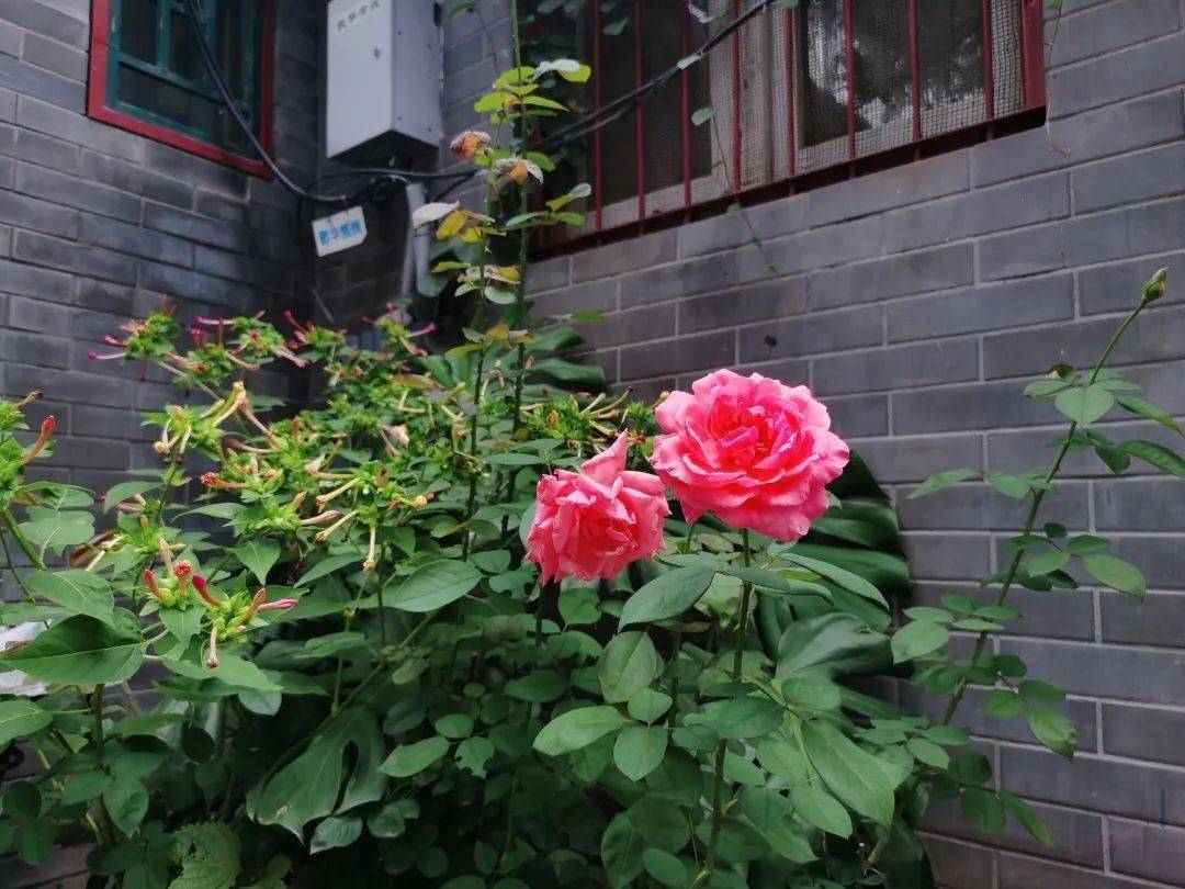 此前被评为"首都文明街巷"铁营南巷安静,惬意低头见盆栽,抬头见藤蔓